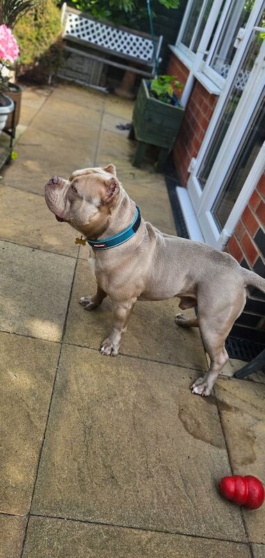 AMERICAN POCKET BULLY for sale in Telford, Shropshire - Image 6