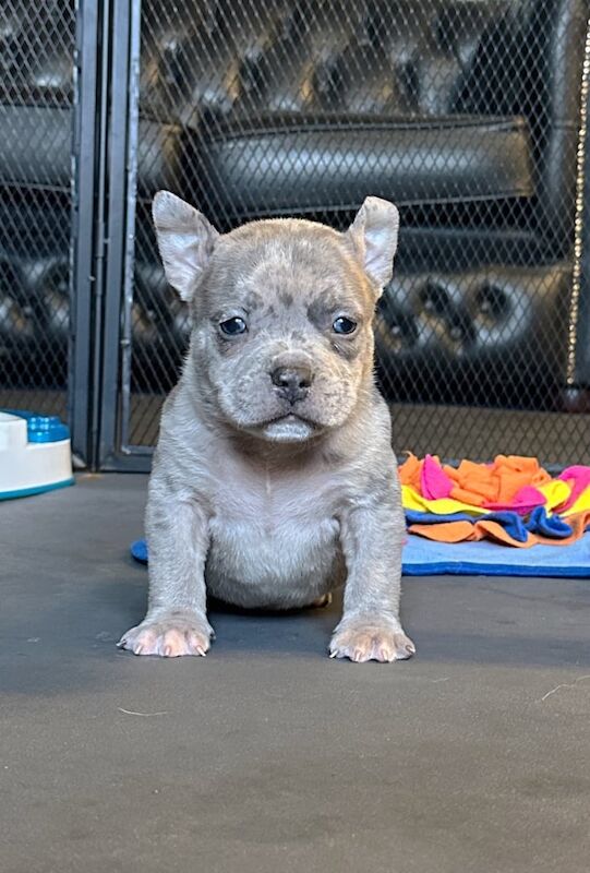 American pocket bully puppies for sale in Lampeter / Llanbedr Pont Steffan, Dyfed