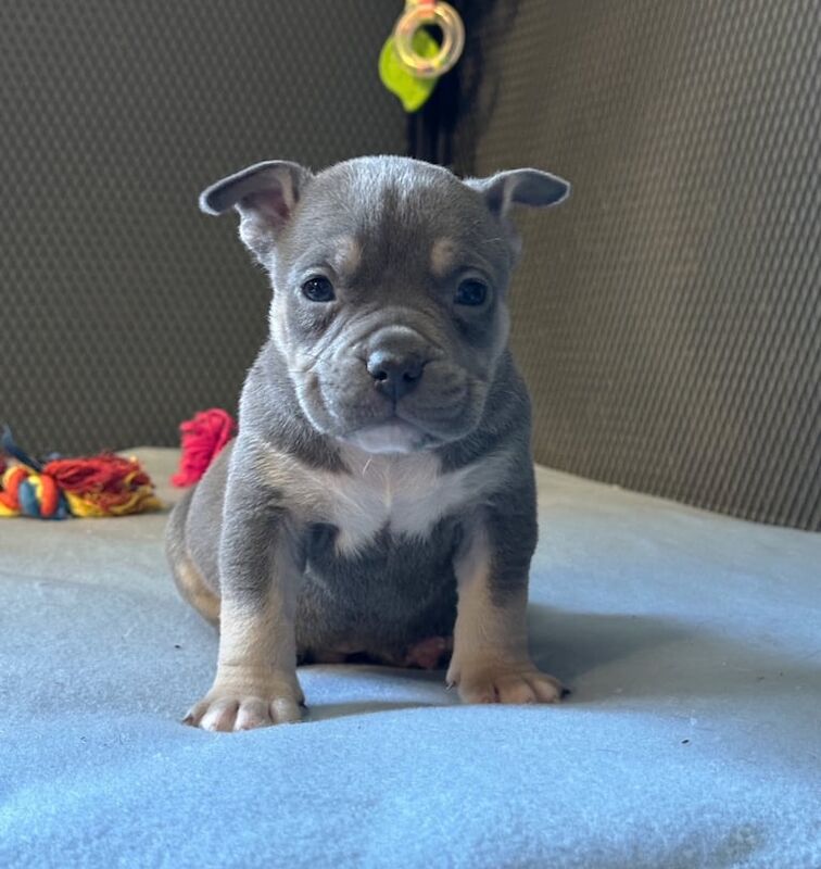 American pocket bully puppies for sale in Lampeter / Llanbedr Pont Steffan, Dyfed - Image 2