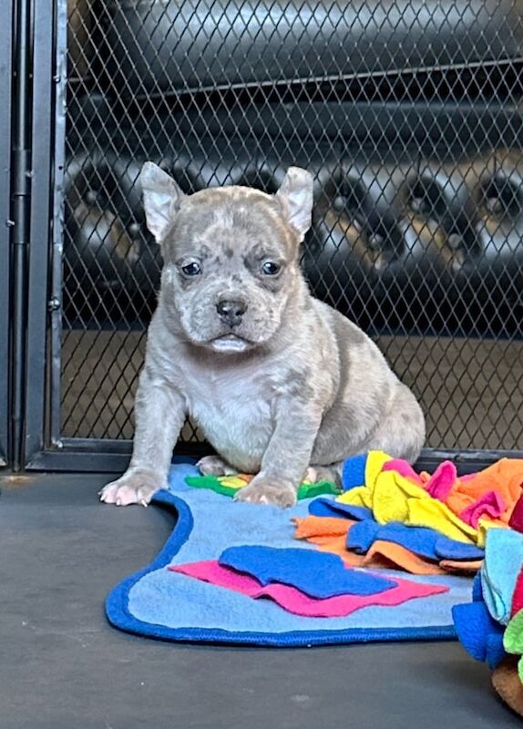 American pocket bully puppies for sale in Lampeter / Llanbedr Pont Steffan, Dyfed - Image 3