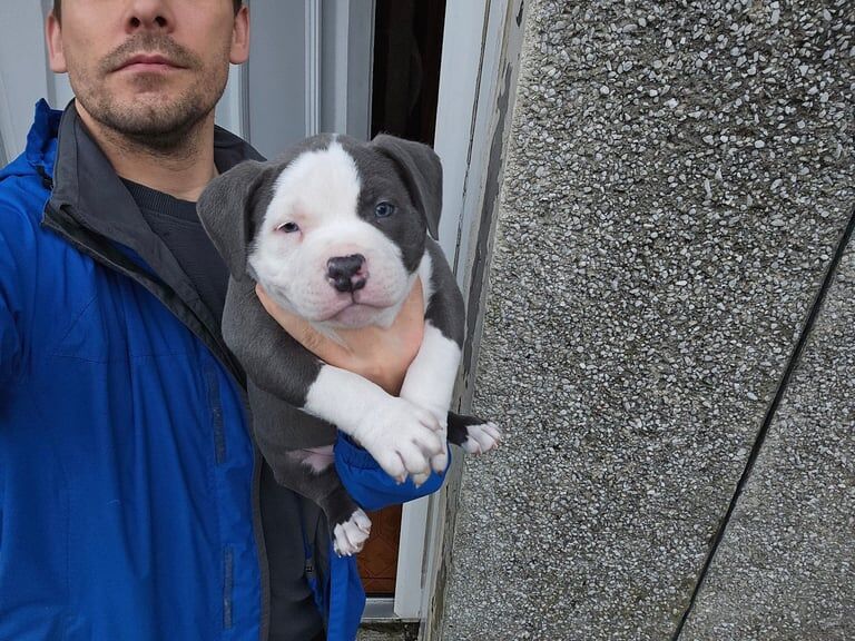 American pocket bullys for sale in Glasgow, Glasgow City