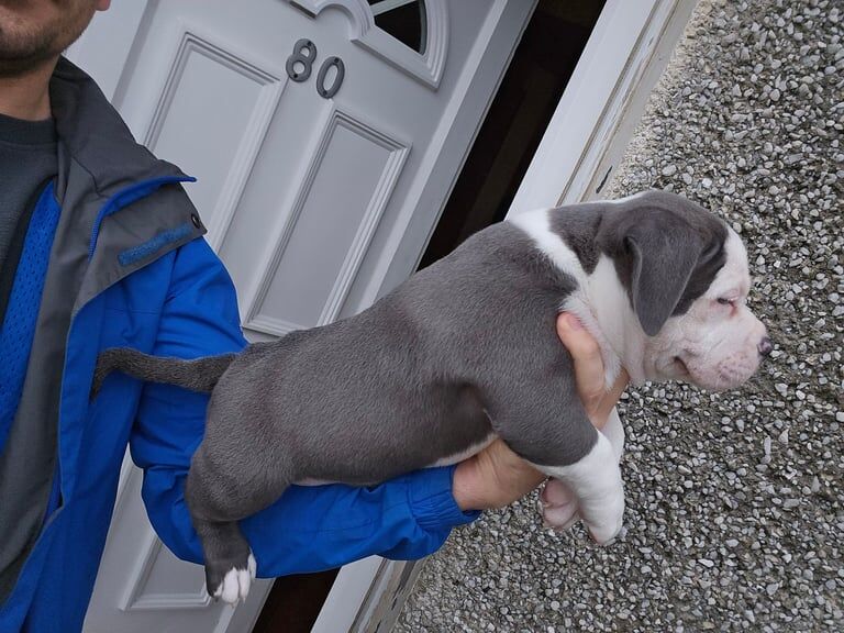 American pocket bullys for sale in Glasgow, Glasgow City - Image 2