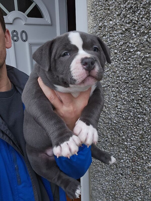 American pocket bullys for sale in Glasgow, Glasgow City - Image 3