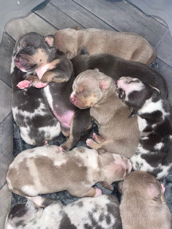 American Pocket Bully's for sale in Belfast, County Antrim - Image 2