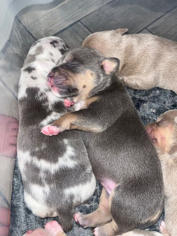 American Pocket Bully's for sale in Belfast, County Antrim - Image 3