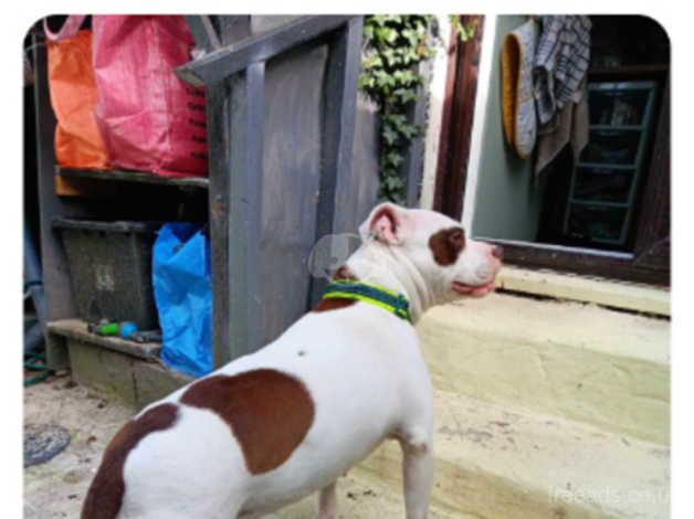 American Staffordshire bull terrier for sale in Bodmin, Cornwall - Image 1