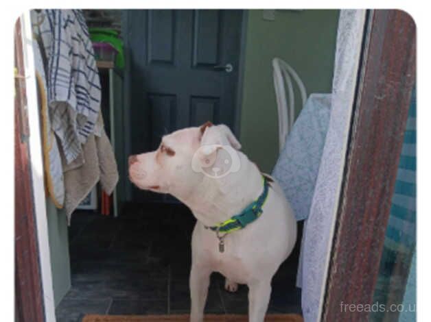 American Staffordshire bull terrier for sale in Bodmin, Cornwall - Image 2