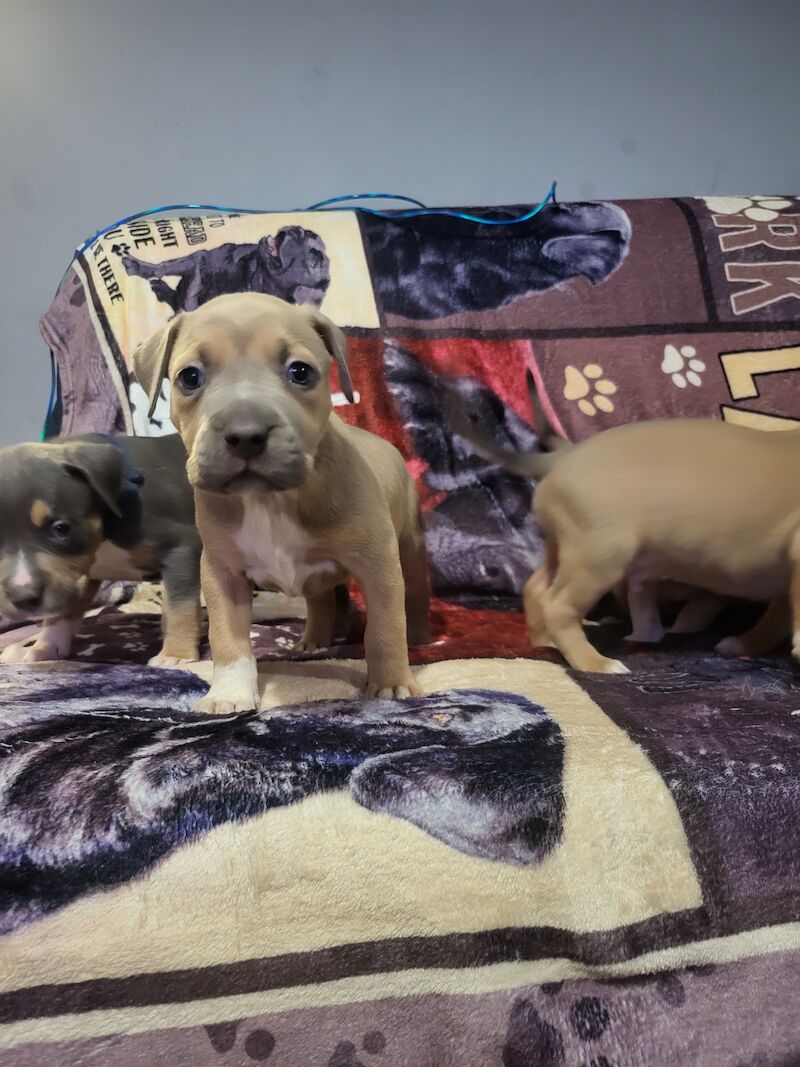 Blue brindle store pitbull for sale