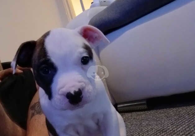 Amstaff Puppy For Sale 8 Weeks Old for sale in Wallsend, Tyne and Wear - Image 2