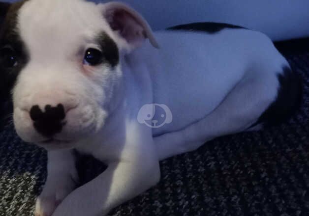 Amstaff Puppy For Sale 8 Weeks Old for sale in Wallsend, Tyne and Wear - Image 4