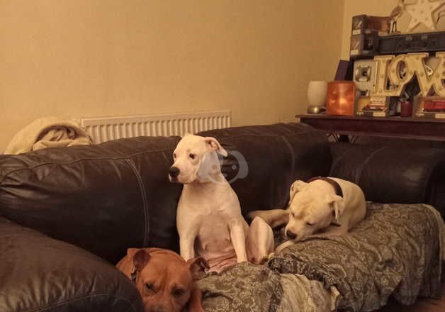 ARCTIC WHITE BULLDOG PUPPIES FOR SALE ! for sale in Oldham, Greater Manchester