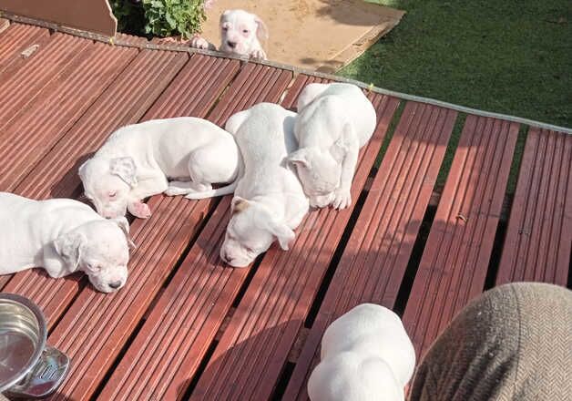 ARCTIC WHITE BULLDOG PUPPIES FOR SALE ! for sale in Oldham, Greater Manchester - Image 2