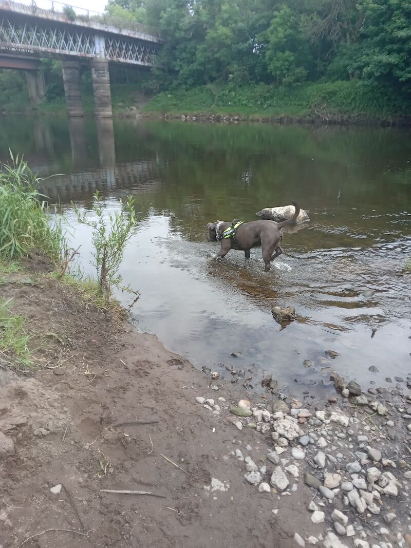 Bear xl bully for sale in Glasgow, Glasgow City - Image 4