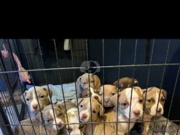 Beautiful American bulldog cross puppies available 5 girls and 4 boys left for sale in Kettering, Northamptonshire