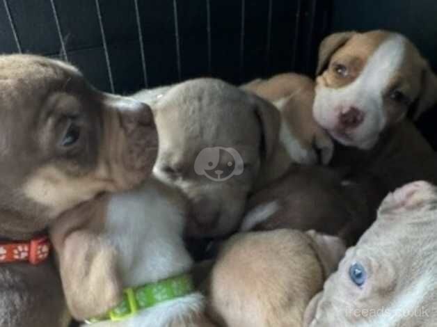 Beautiful American bulldog cross puppies available 5 girls and 4 boys left for sale in Kettering, Northamptonshire - Image 2