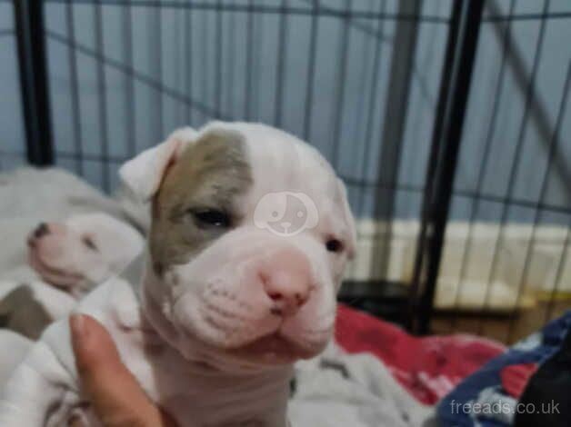 Beautiful American bulldog puppies. for sale in Middlesbrough, North Yorkshire