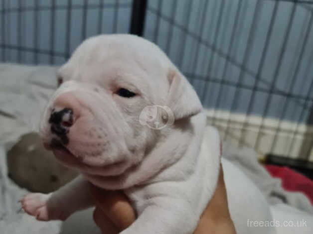 American Bulldogs for sale in Middlesbrough, North Yorkshire