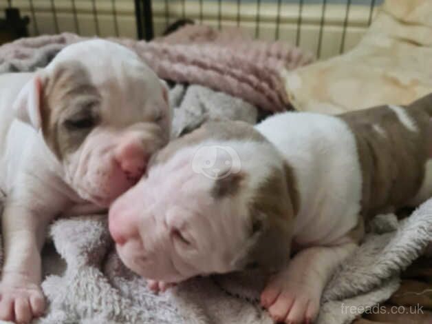 American Bully Puppies for sale in North Yorkshire