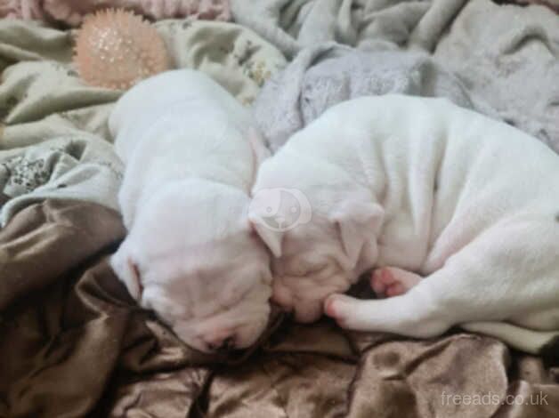 American Bully Puppies for sale