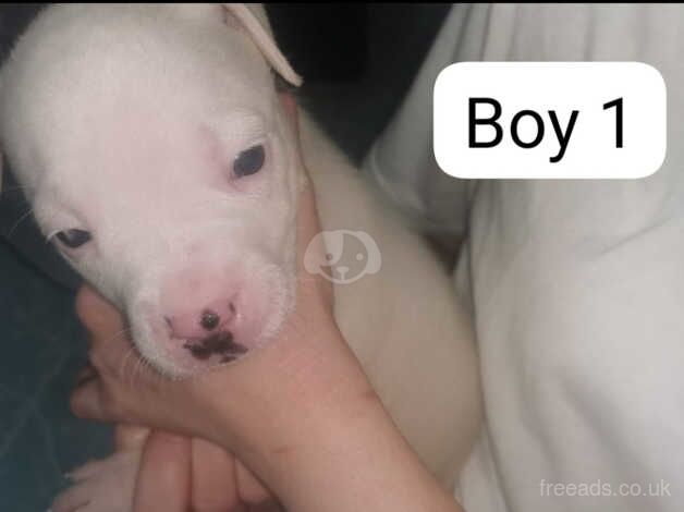 Beautiful American bulldog puppies looking for there forever home for sale in Hyde, Greater Manchester