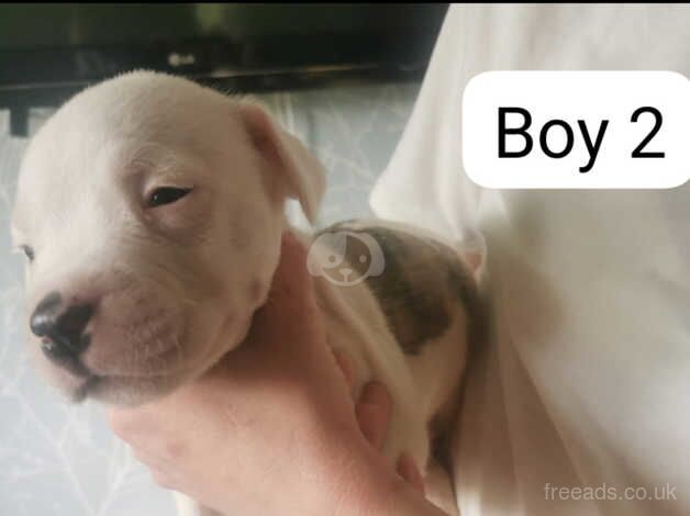 Beautiful American bulldog puppies looking for there forever home for sale in Hyde, Greater Manchester - Image 3