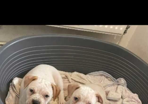 Beautiful American bulldogs for sale in Greenwich, Greenwich, Greater London - Image 2