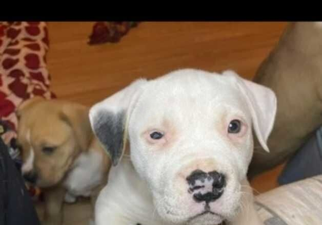 Beautiful American bulldogs for sale in Greenwich, Greenwich, Greater London - Image 3