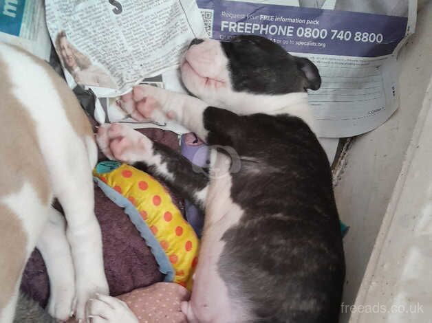 Beautiful Cheeky little Babys for sale in Blackpool, Lancashire - Image 5