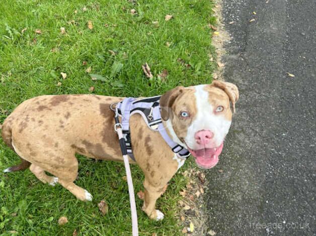 Beautiful ginger mearl American bulldog for sale in Manchester, Greater Manchester