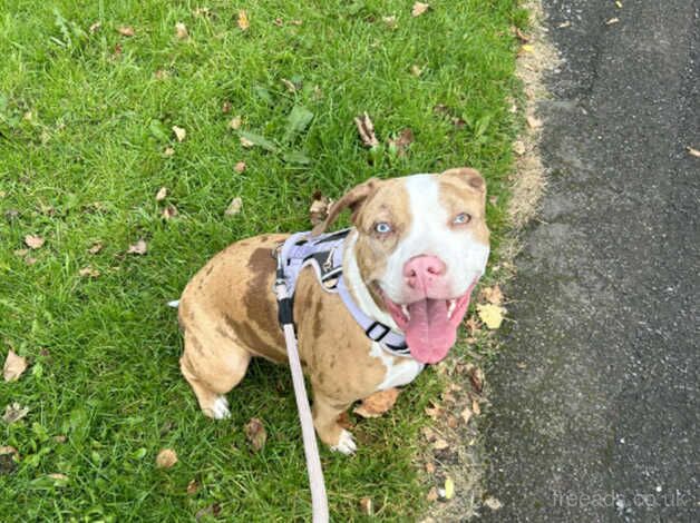 American Bulldogs for sale in Manchester, Greater Manchester