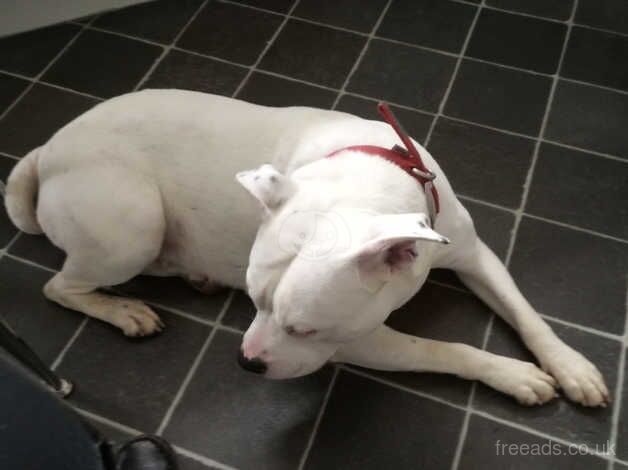 Beautiful girl seeking her forever home for sale in Plymouth, Devon - Image 4