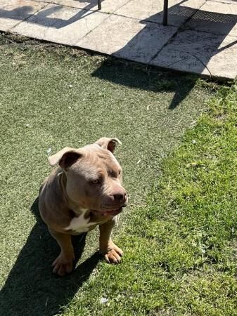 Beautiful Lilic pocket bully for sale in Barnsley, South Yorkshire - Image 2