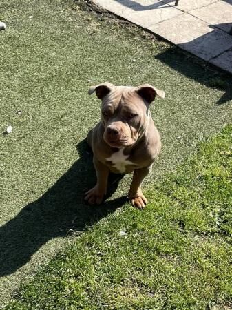 Beautiful Lilic pocket bully for sale in Barnsley, South Yorkshire - Image 3