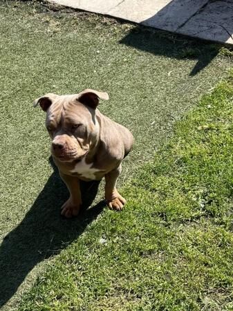 Beautiful Lilic pocket bully for sale in Barnsley, South Yorkshire - Image 4