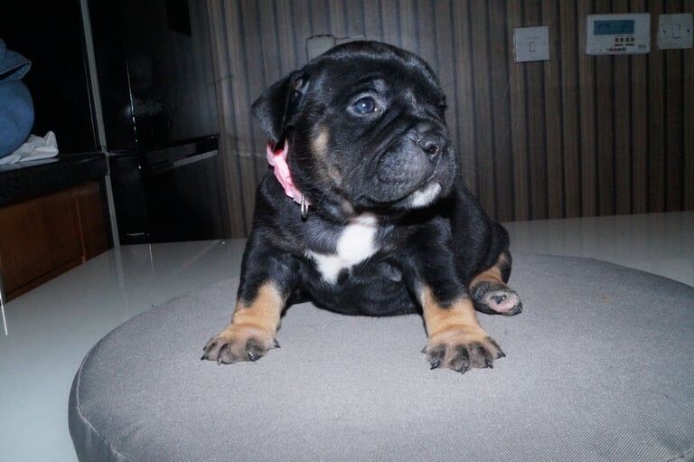 Beautiful litter of micro pocket bullies for sale in Strabane, County Tyrone