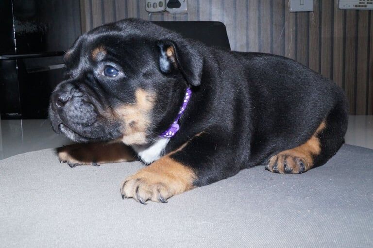 Beautiful litter of micro pocket bullies for sale in Strabane, County Tyrone - Image 3