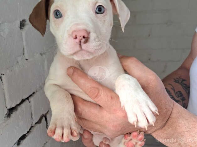 Beautiful loving family puppies ready for there forever home for sale in Houghton-Le-Spring, Tyne and Wear