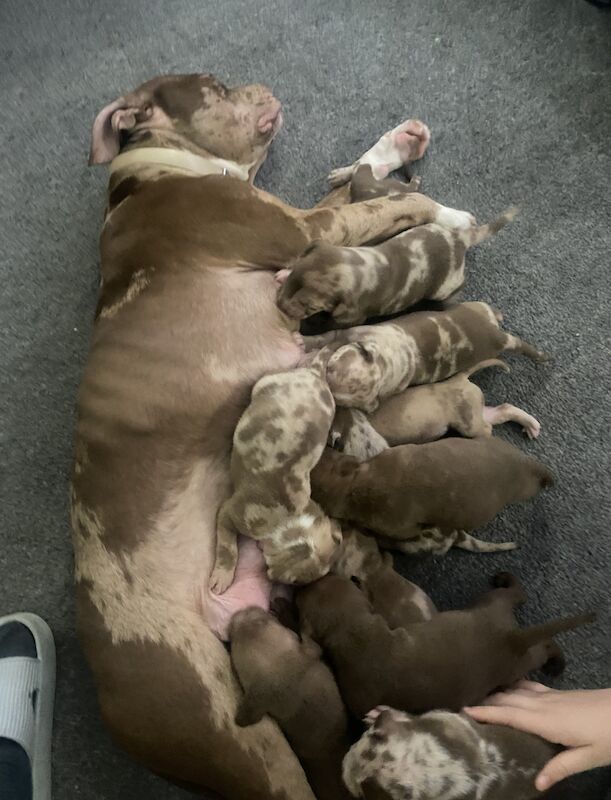 Beautiful Merle American Bulldog X Staff pups for sale in Swinton Park, Greater Manchester - Image 2