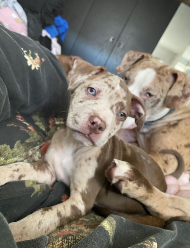 Beautiful Merle American Bulldog X Staff pups for sale in Swinton Park, Greater Manchester - Image 3