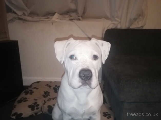 Beautiful White Male American Bulldog for sale in Swindon, Staffordshire