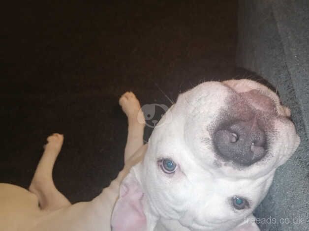 Beautiful White Male American Bulldog for sale in Swindon, Staffordshire - Image 2