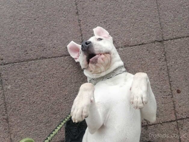 Beautiful White Male American Bulldog for sale in Swindon, Staffordshire - Image 3