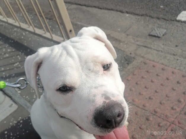 Beautiful White Male American Bulldog for sale in Swindon, Staffordshire - Image 4