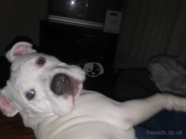 Beautiful White Male American Bulldog for sale in Swindon, Staffordshire - Image 5