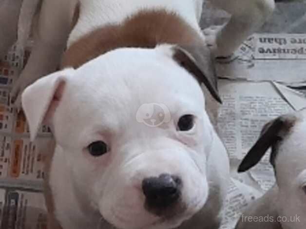 Big Healthy American Bulldog Pups.. for sale in Blackpool, Lancashire - Image 1