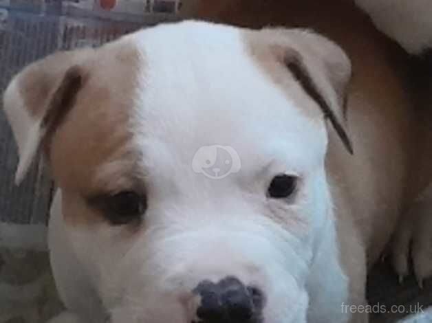 Big Healthy American Bulldog Pups.. for sale in Blackpool, Lancashire - Image 2