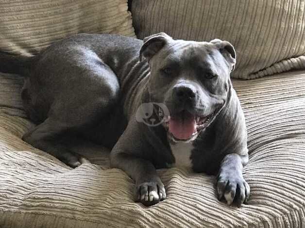 Blue/grey american bulldog female 2 years old for sale in Leeds, West Yorkshire