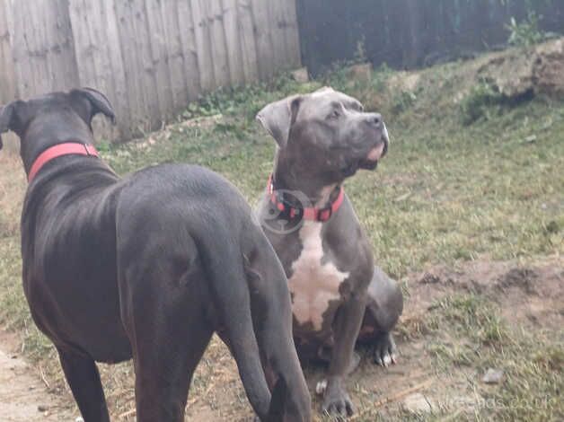 Blue/grey american bulldog female 2 years old for sale in Leeds, West Yorkshire - Image 2