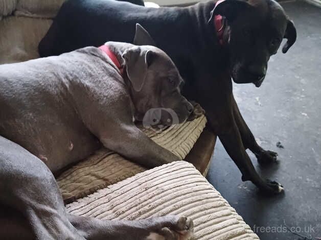 Blue/grey american bulldog female 2 years old for sale in Leeds, West Yorkshire - Image 3