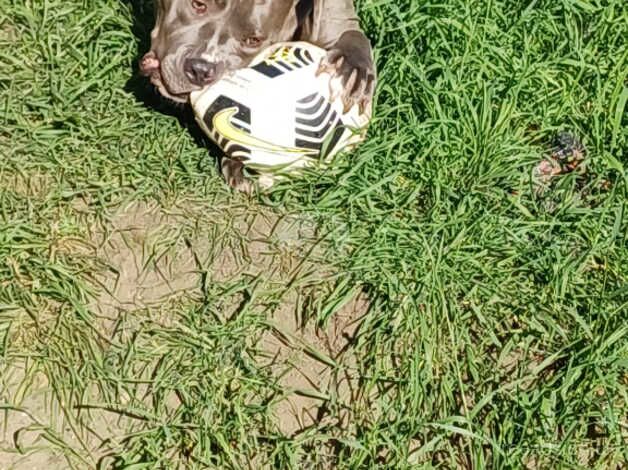 Blue/grey american bulldog female 2 years old for sale in Leeds, West Yorkshire - Image 4